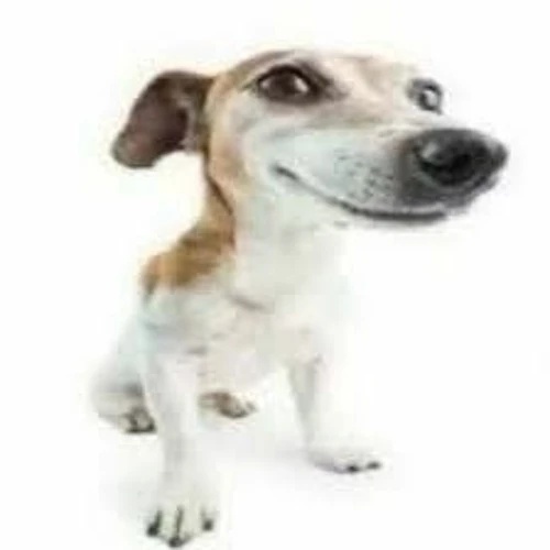 Wenimechaindasuma Dog - AI Character on RolePlai