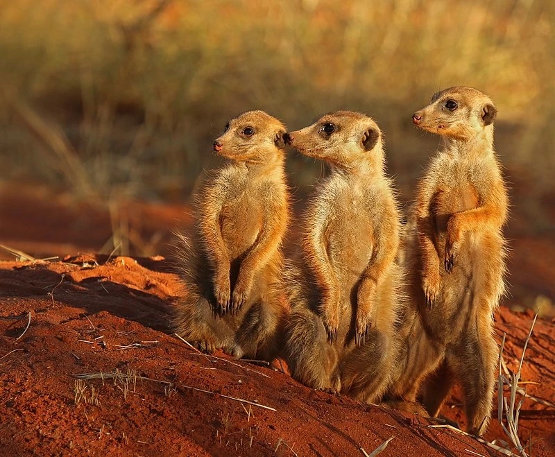 Meerkat - AI Character on RolePlai