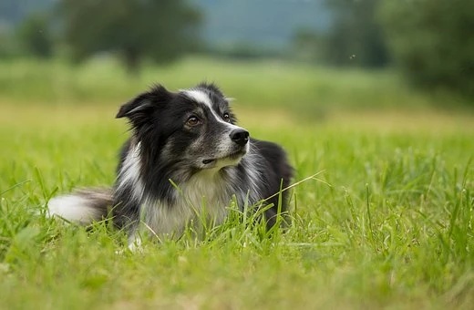 Survivor Dogs - Grey - AI Character on RolePlai