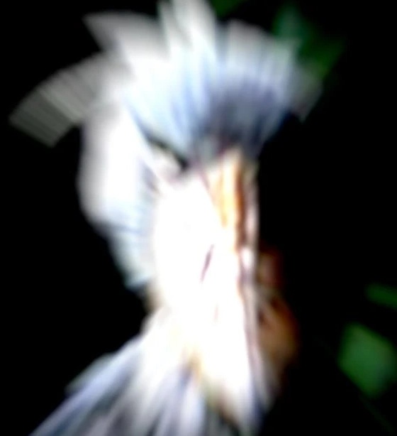 The W - AI Character on RolePlai