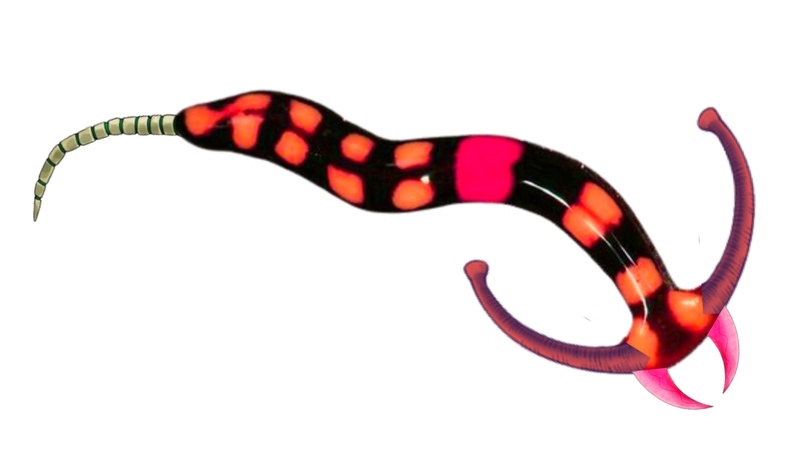 Bipalium netsu - AI Character on RolePlai
